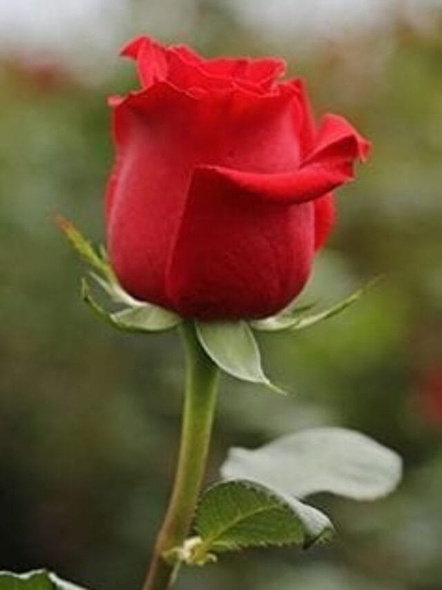 RRB NTPC Gk Practice Set-33